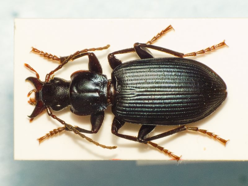 Carabidae Latreille, 1802